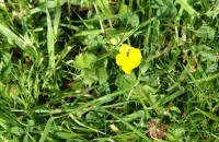 Creeping buttercup